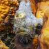 Frogfishes