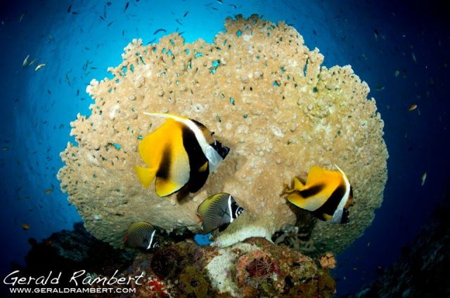 Maldives courtesy of Siren World Wide Dive & Sail Website
