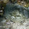 Cayman Brac Single's week Aug 2012