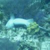 Little Cayman - stuck nurse shark