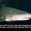 Sand Tiger Sharks NC