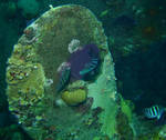 Sgt Major with eggs on prop of Hilma Hooker wreck