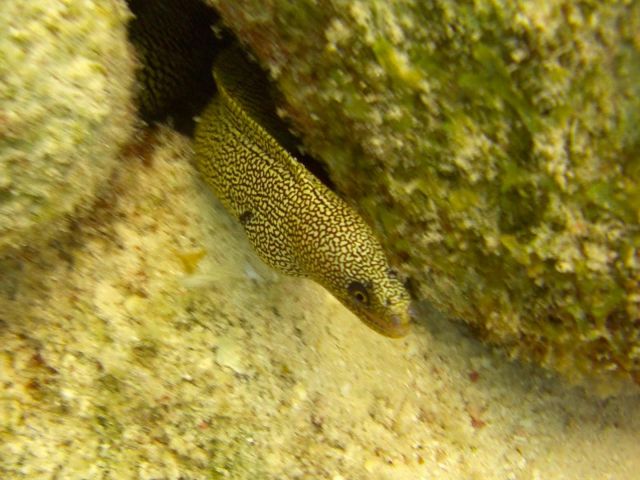 Eel under Divi Boat Dock