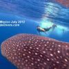 Holbox Whalesharks 