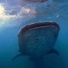 Holbox Whalesharks 