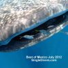 Holbox Whalesharks 