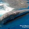 Holbox Whalesharks 