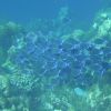 School of blue tang