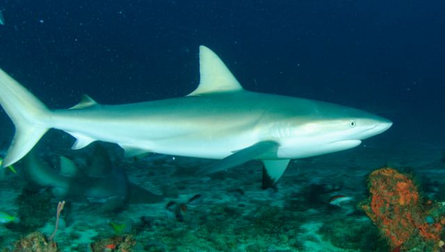 Courtesy of Aquanauts Grenada home of the Bianca C