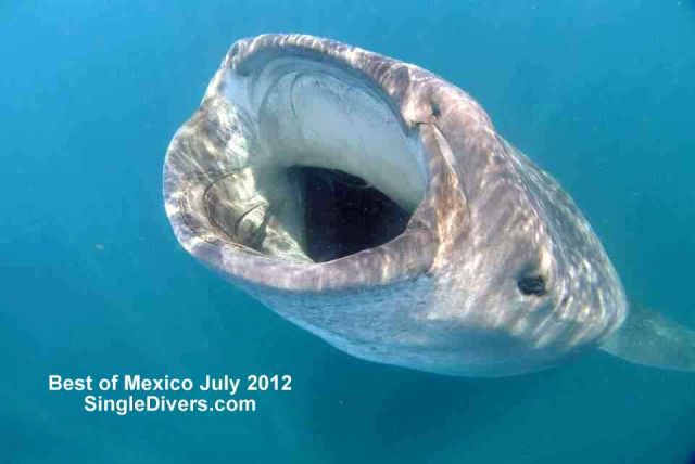 Wbalesharks Best of Mexico
