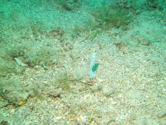 Yellow headed jawfish