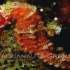 Courtesy of Aquanauts Grenada home of the Bianca C