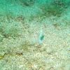 Yellow headed jawfish