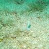 Yellow headed jawfish