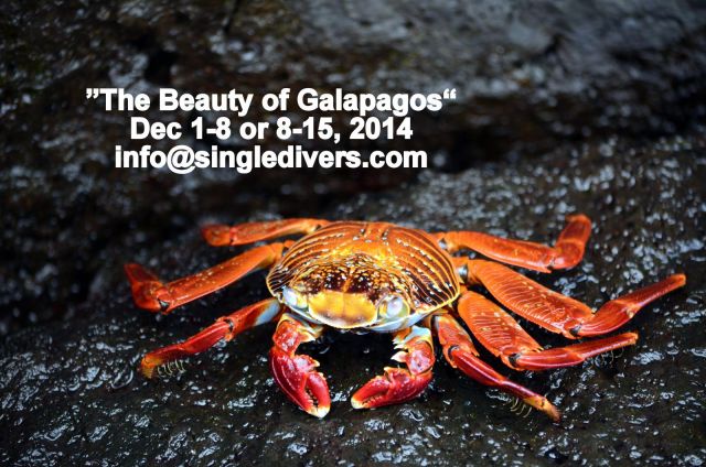 Galapagos by Diver Ed