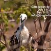 Galapagos by Diver Ed