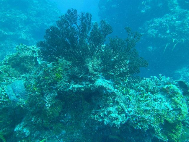  A black fan coral
