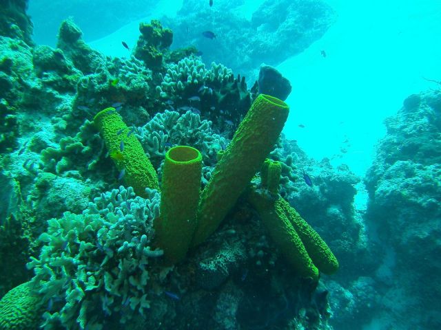 A group of yellow tube sponges