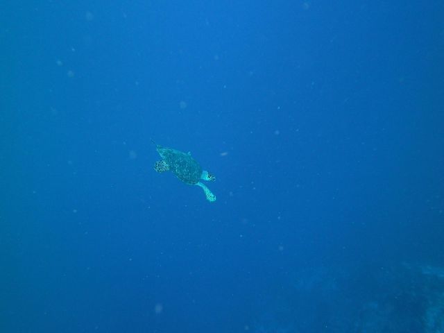  Turtle swimming away...