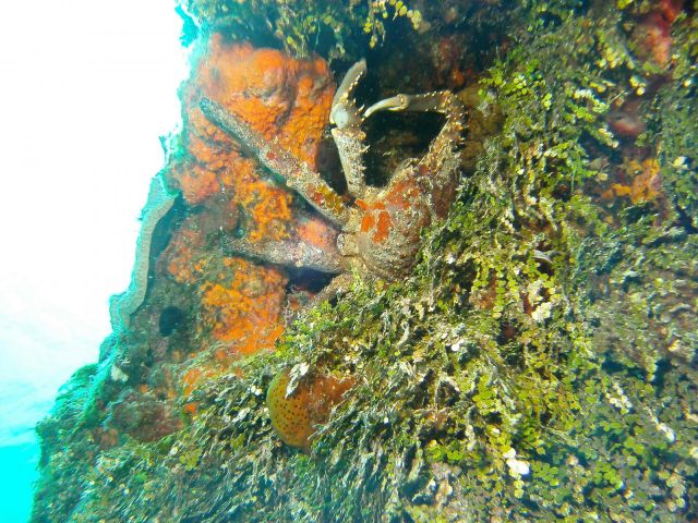 Crab hiding in the reef