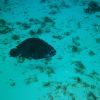 A Midnight blue parrot fish