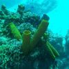 A group of yellow tube sponges