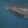 Whale shark feeding