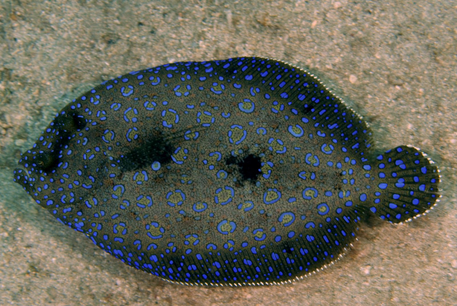 Peacock Flounder Dominica Gallery Surface