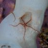 brittle Star