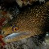 Golden Spotted mORAY