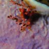 Decorator Crab