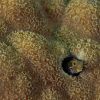 Yellow Eyed coral blemmy