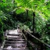 The Trail Up to Trafalger Falls