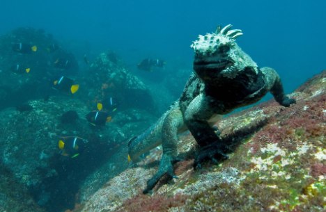 galapagos marine iguana