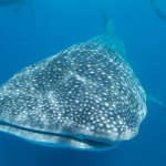 whaleshark