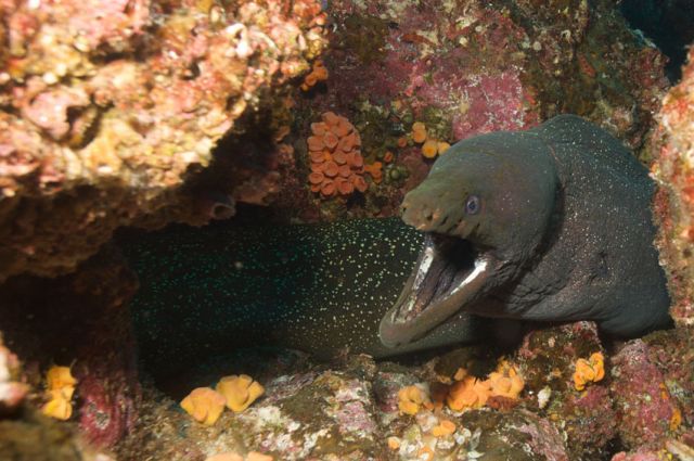 Fine spotted moray Eel Humboldt Explorer Galapagos Explorer Ventures Liveaboard Diving