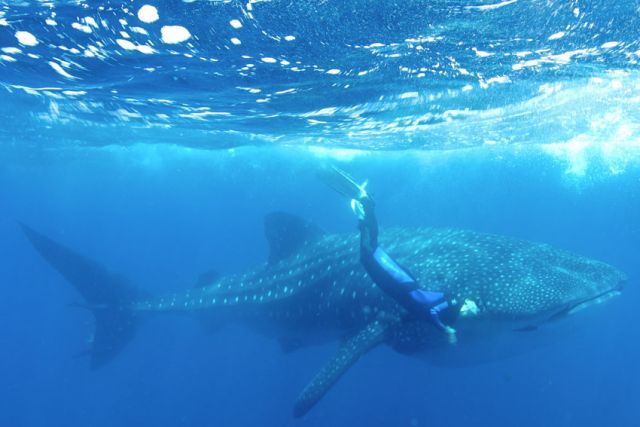 Whaleshark freediver Humboldt Explorer Galapagos Explorer Ventures Liveaboard Diving