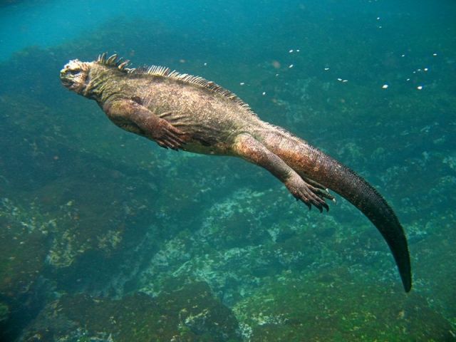 swimming iguana