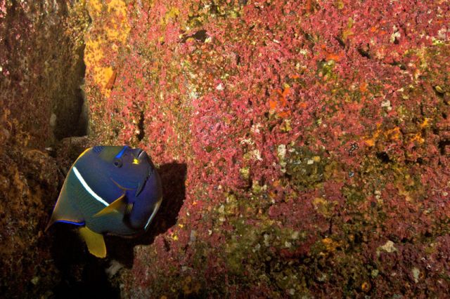 King Angelfish Humboldt Explorer Galapagos Explorer Ventures Liveaboard Diving
