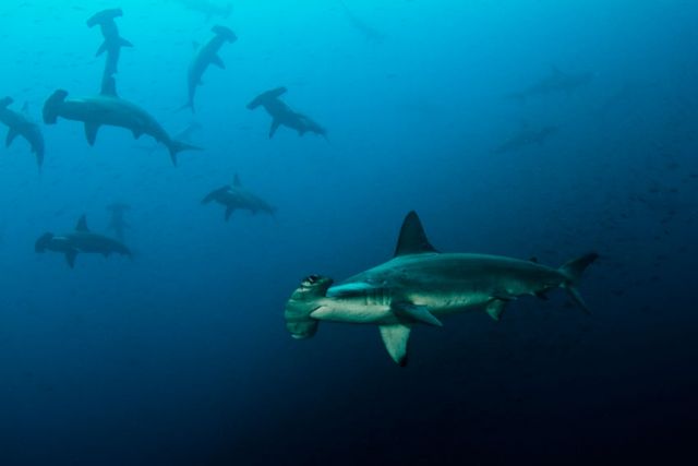 Hammerhead school Humboldt Explorer Galapagos Explorer Ventures Liveaboard Diving