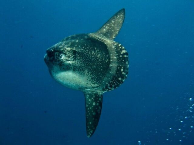 galapagos islands mola mola