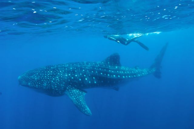 Whaleshark snorkeler Humboldt Explorer Galapagos Explorer Ventures Liveaboard Diving