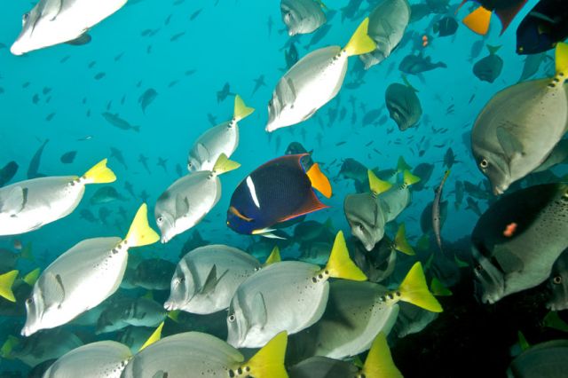 School Of fish Humboldt Explorer Galapagos Explorer Ventures Liveaboard Diving
