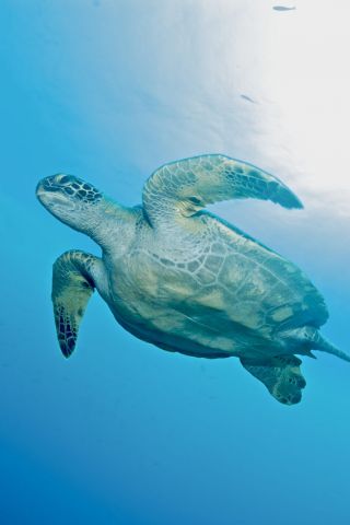 Turtle underside Humboldt Explorer Galapagos Explorer Ventures Liveaboard Diving