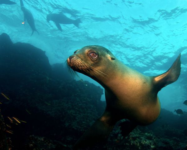 Galapagos Sea Lion Big eyes