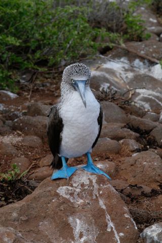 Blue footed booby Humboldt Explorer Galapagos Explorer Ventures Liveaboard Diving