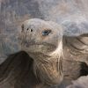 Galapagos tortoise face Humboldt Explorer Galapagos Explorer Ventures Liveaboard Diving