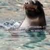 Galapagos Sea Lion On surface