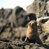 Galapagos Fur Seal On rocks