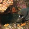 Fine spotted moray Eel Humboldt Explorer Galapagos Explorer Ventures Liveaboard Diving